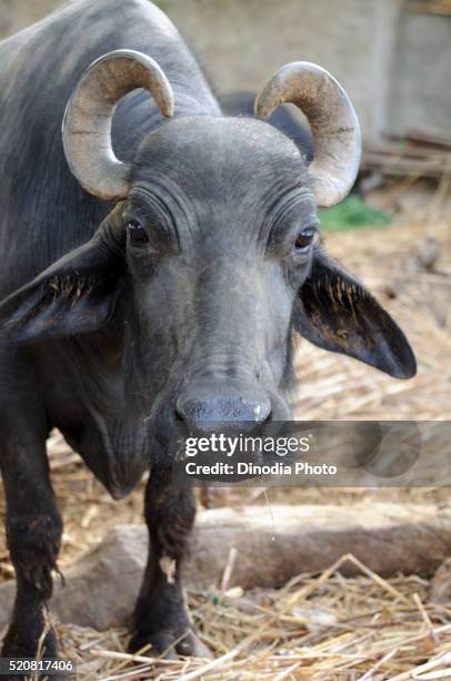 buffalo, kutch, gujarat, india - bufalo indiano foto e immagini stock