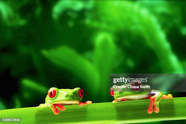 two red-eyed tree frogs - frosch stock-fotos und bilder