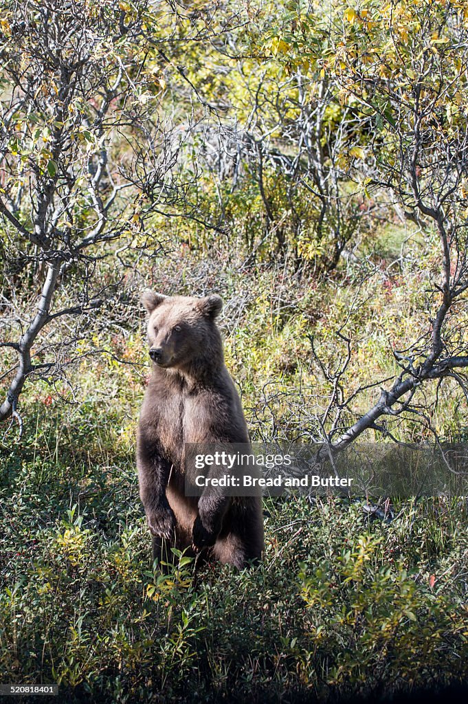 Young Grizzly Bear, Denali National Park Alaska