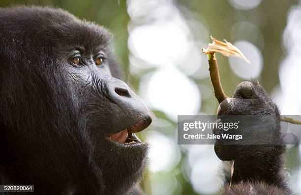 mountain gorilla, volcanoes national park, rwanda - gorilla eating stock pictures, royalty-free photos & images