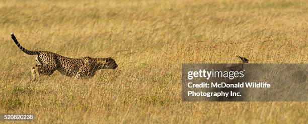 cheetah chasing prey - stalking stock pictures, royalty-free photos & images