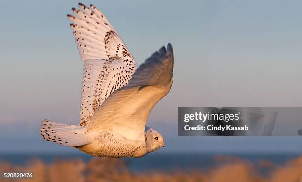 snowy owl in flight - schnee eule stock-fotos und bilder