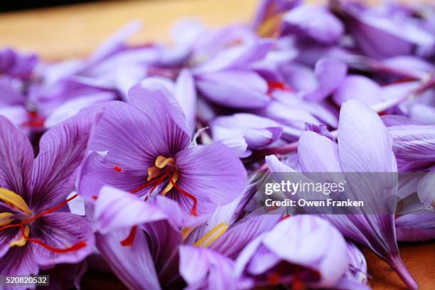 harvested saffron flowers on a small farm in central france - saffron stock pictures, royalty-free photos & images