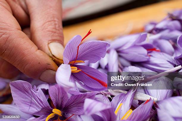 harvested saffron flowers on a small farm in central france - saffron stock pictures, royalty-free photos & images