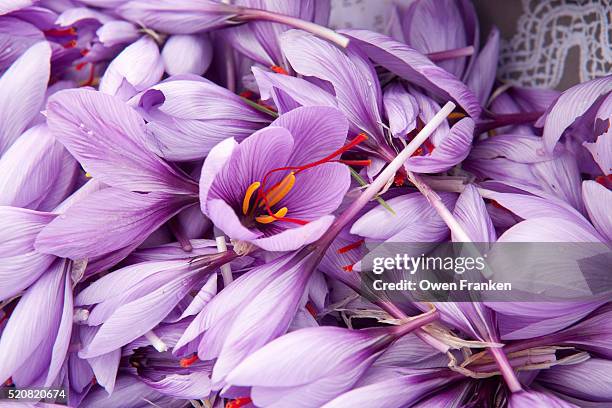 harvested saffron flowers on a small farm in central france - pistil photos et images de collection