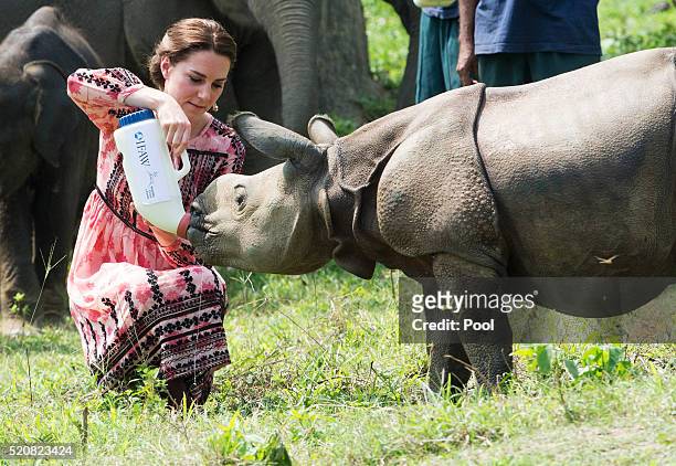 Catherine, Duchess of Cambridge feeds a baby rhinoceros during a visit to the Centre for Wildlife Rehabilitation and Conservation, at Kaziranga...