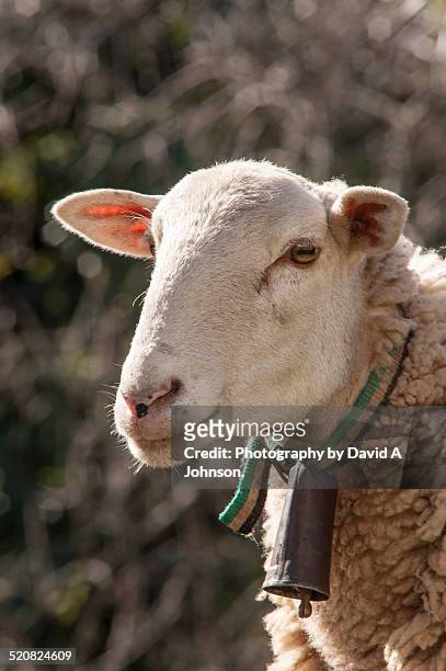 spanish hill sheep-gaucin - gaucin stockfoto's en -beelden