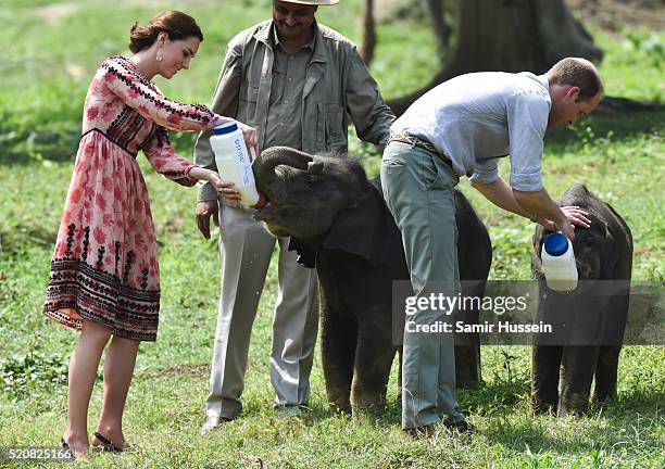 Catherine, Duchess of Cambridge and Prince William, Duke of Cambridge feed baby elephants during a visit to the Centre for Wildlife Rehabilitation...