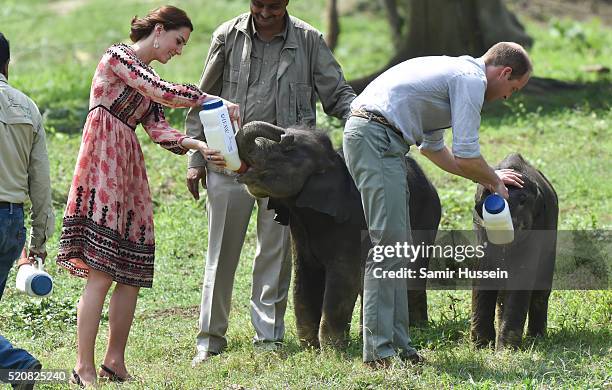 Catherine, Duchess of Cambridge and Prince William, Duke of Cambridge feed baby elephants during a visit to the Centre for Wildlife Rehabilitation...