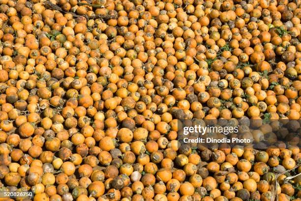 betel nut drying, yellapur, north kanara, karnataka, india - areca palm tree stock pictures, royalty-free photos & images