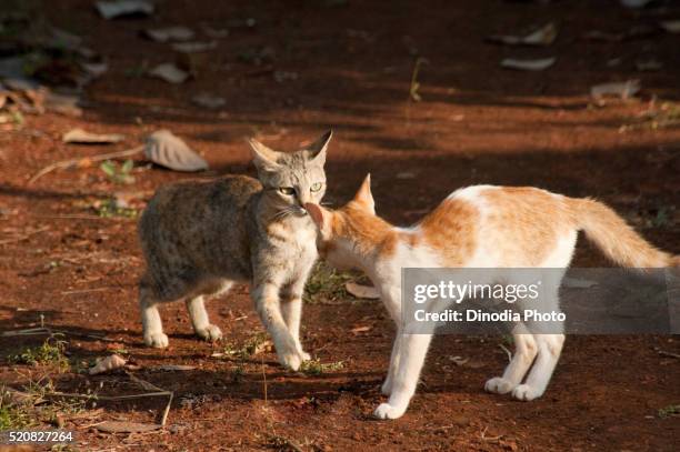 cats fighting - cats fighting stock pictures, royalty-free photos & images