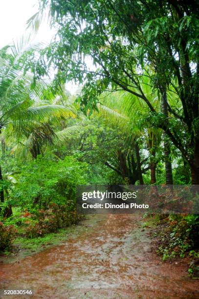 monsoon season, konkan, maharashtra, india - monsoni foto e immagini stock