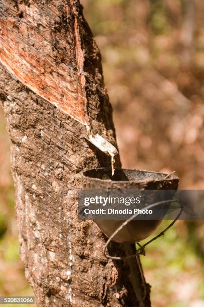 Tree Sap Puddle 509 Sap India Stock Photos, High-Res Pictures, and Images - Getty Images