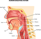 Cartoon illustration of Human Digestive System
