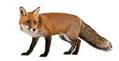 Red fox, Vulpes vulpes, 4 years old, walking