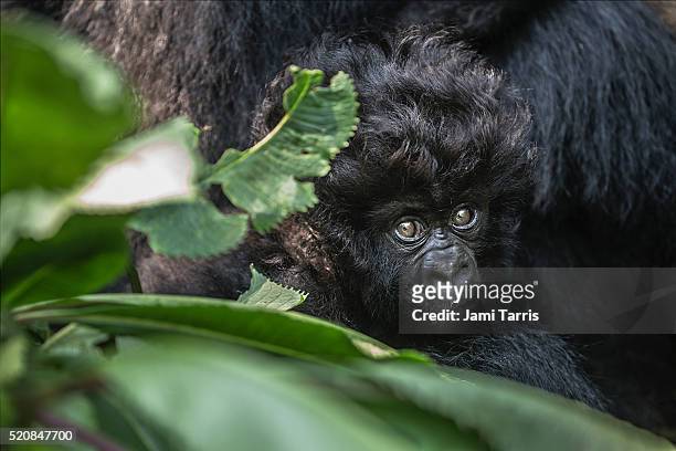 mountain gorilla infant - mountain gorilla stock pictures, royalty-free photos & images