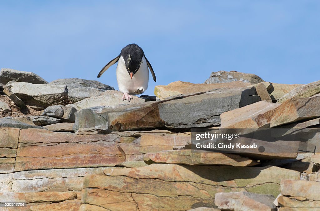 Rockhopper Penguin Getting Ready to Jump