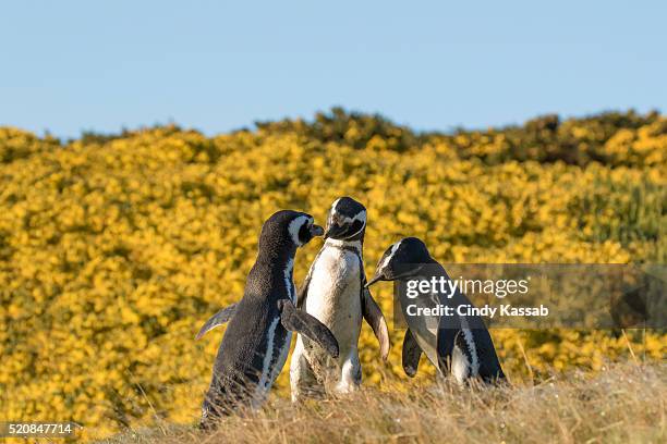 three magellanics conversing - magellan penguin stock pictures, royalty-free photos & images