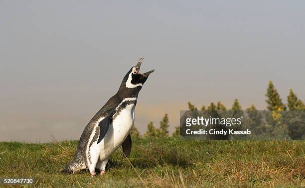 magellanic penguin calling - african penguin stock-fotos und bilder