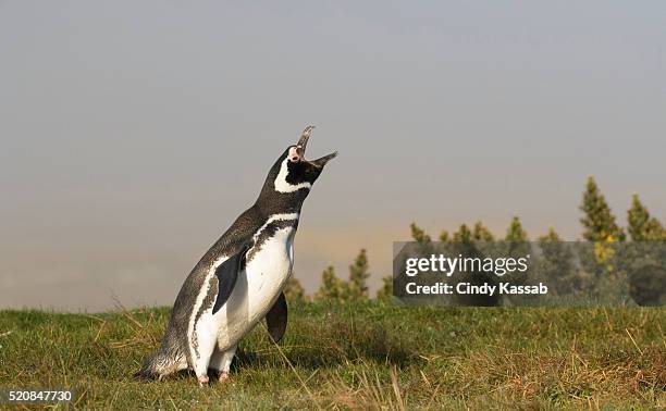 magellanic penguin calling - african penguin stock pictures, royalty-free photos & images