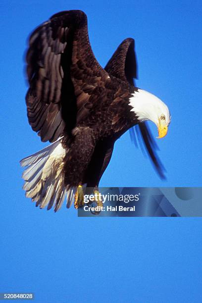 bald eagle - bird of prey stock pictures, royalty-free photos & images