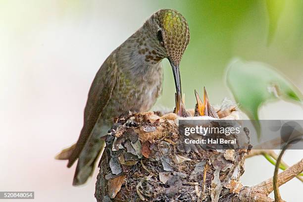 hummingbird feeding chicks - birds nest stockfoto's en -beelden