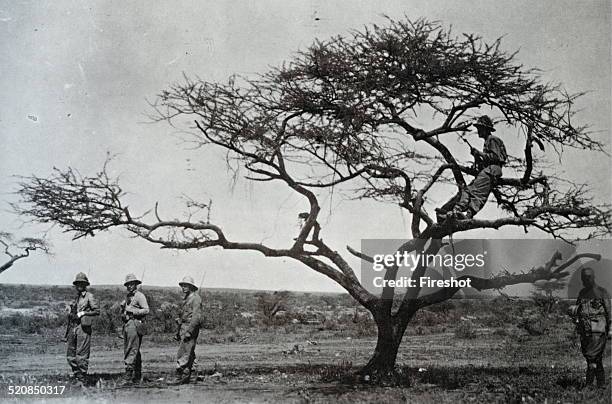 War in Ethiopia-An italian Carabiniere camouflaged in the branches of a tree guard Curale Ethiopia. The Second ItaloÂ–Ethiopian War also referred to...