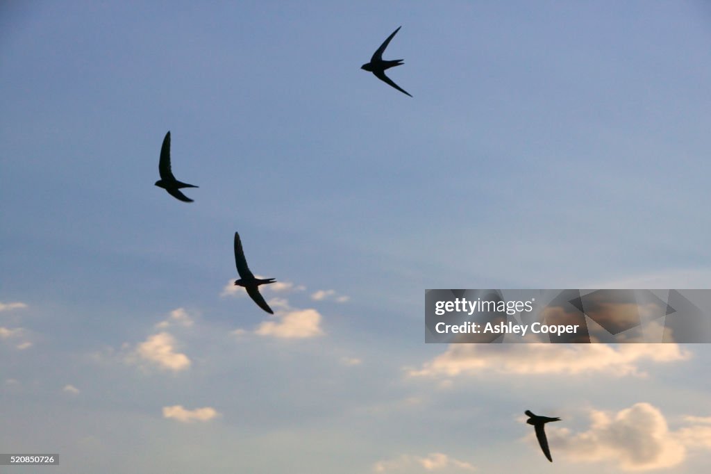 Swifts in Flight