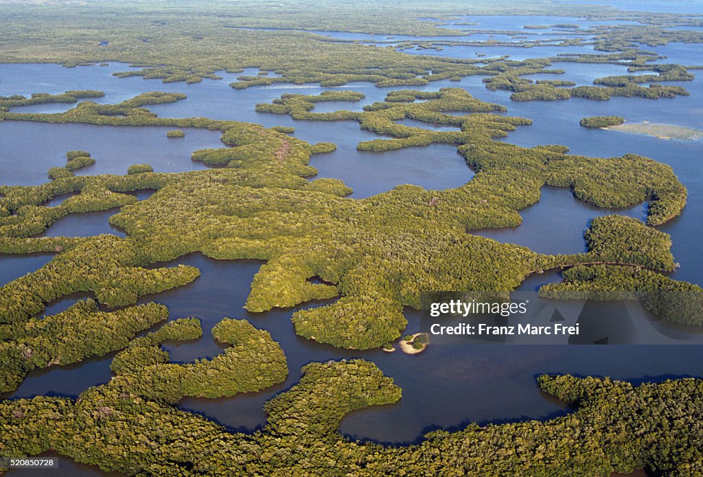 Mangrove Forest in Ten Thousand Islands