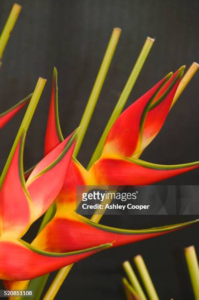 heliconia flowers - hawaiian heliconia stock pictures, royalty-free photos & images