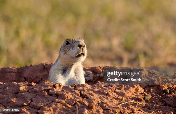 black-tailed prairie dog "barking" warning from burrow - prairie dog stock pictures, royalty-free photos & images