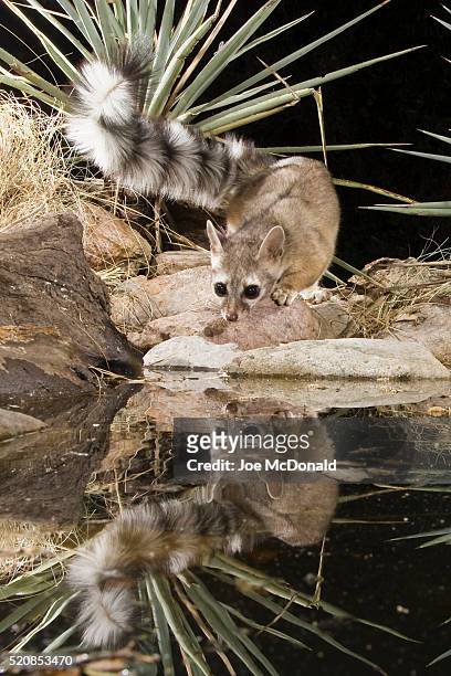 ringtail (cat) reflection in pond, arizona - gato civeta fotografías e imágenes de stock
