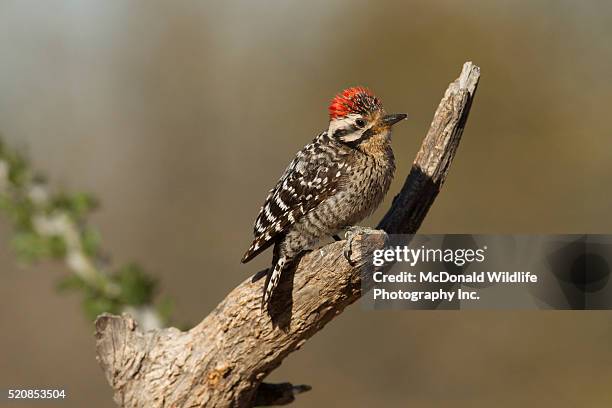 strickland's woodpecker on branch in saguaro national park - saguaro national park stock pictures, royalty-free photos & images