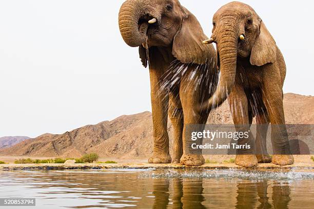 desert elephants drinking - kaokoveld stock pictures, royalty-free photos & images