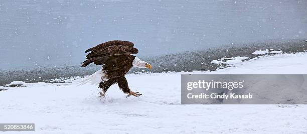 bald eagle (haliaeetus leucocephalus) walking on snow by the chilkat river in haines, alaska - river chilkat bildbanksfoton och bilder