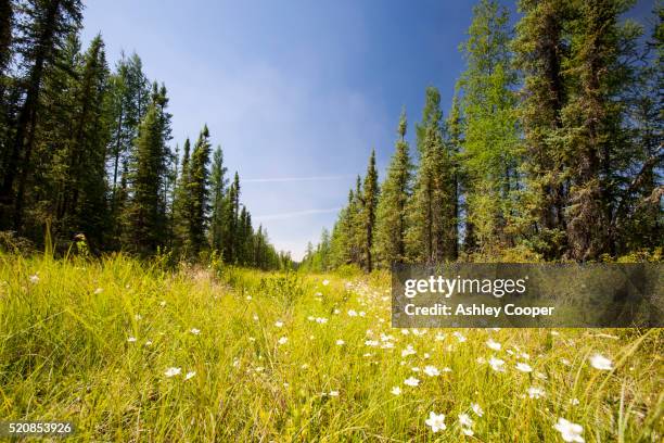 boreal forest in northern alberta, canada - fort mcmurray stock pictures, royalty-free photos & images