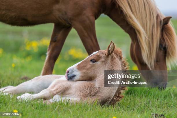 mare and new born foal, iceland - colts stockfoto's en -beelden