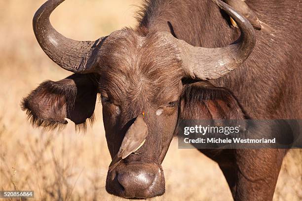 yellow-billed oxpecker and water buffalo - buphagus africanus stock pictures, royalty-free photos & images