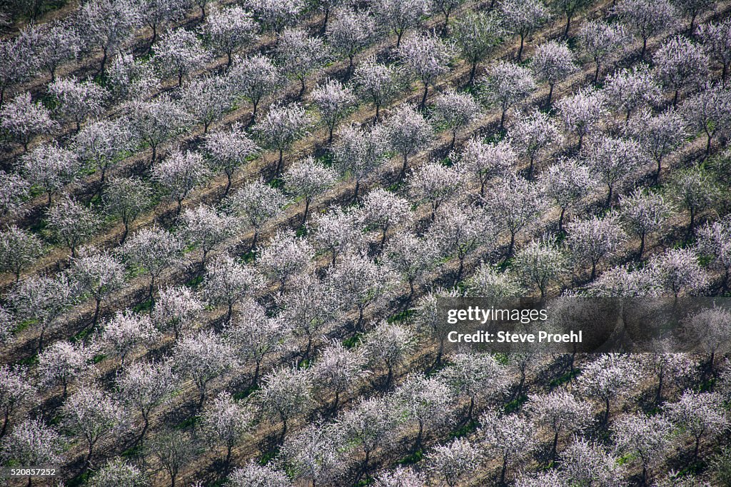 Almond Orchard