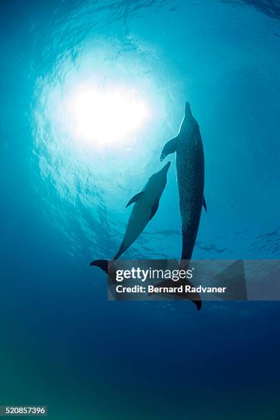 mother spotted dolphin and calf backlit - golfinhos bebés imagens e fotografias de stock