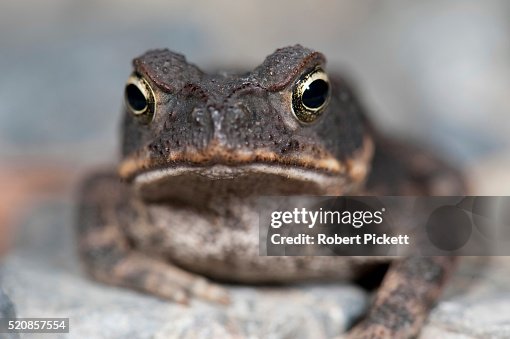 Juvenile Cane Toad Juvenile Cane Toad