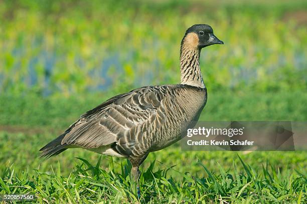 nene or hawaiian goose, (branta sandvicensis) endangered, hanalei national wildlife refuge, kauai - hanalei national wildlife refuge stock pictures, royalty-free photos & images