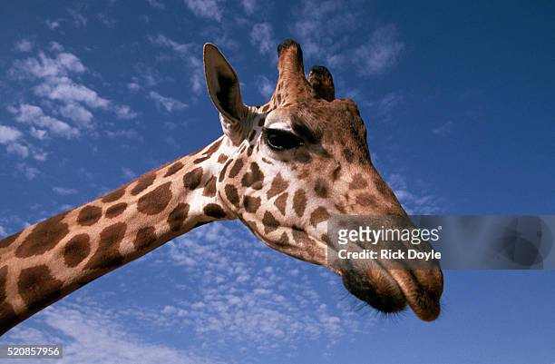 giraffe - escondido, california stock pictures, royalty-free photos & images