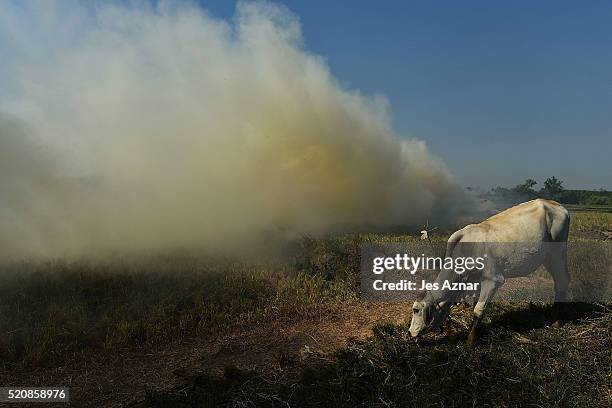 Dried up rice stalks are burned on a field in Antipas on April 6, 2016 in Cotabato, Mindanao, Philippines. The heatwave brought on by the El Nino...