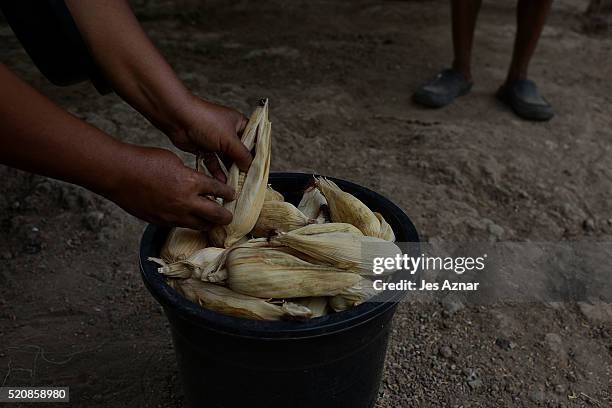 Farmer showing corn seedlings that remains unplanted for several months in the mountain area of Kabuling, Kabacan on April 10, 2016 in Cotabato,...