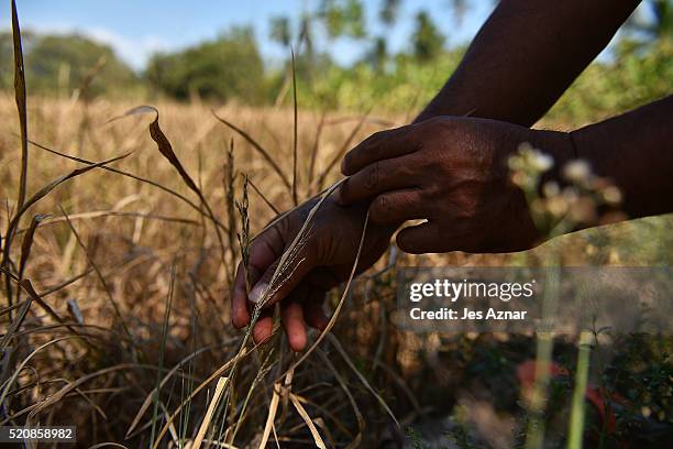 Farmer holding a rice stalk with empty kernels in Sikitan village in Kidapawan on April 7, 2016 in Cotabato, Mindanao, Philippines. The heatwave...