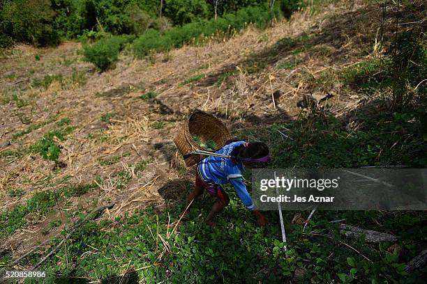 Genevie Erames forages for fruits and and other edible plants around their village in Kabuling, Kabacan on April 10, 2016 in Cotabato, Mindanao,...