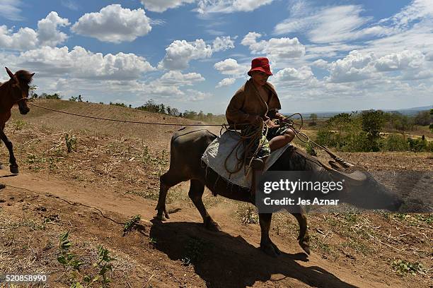 Farmer and his animals cross a dried up field in the agricultural mountain area of Kabacan on April 9, 2016 in Cotabato, Mindanao, Philippines. The...