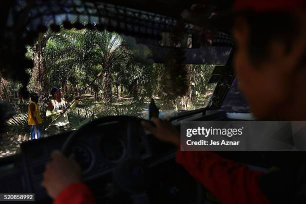 Worker collects the fruit of a palm tree in Kidapawan city on April 7, 2016 in Cotabato, Mindanao, Philippines. With a dwindling bioderversity,...