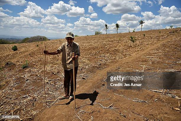 Macabangon Manial a farmer and tribe leader walking trough a dried up corn field in Kabuling, in Kabacan on April 9, 2016 in Cotabato, Mindanao,...